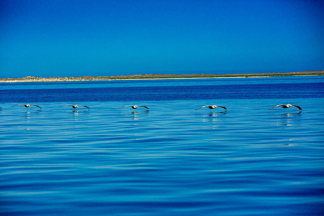 Pelikane, Walbeobachtung, Magdalena Bay, Mexiko, Nordamerika