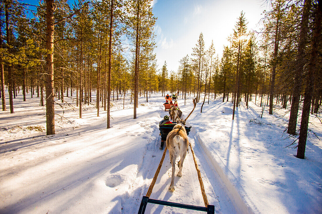 Reindeer Safari, Kakslauttanen Igloo Village, Saariselka, Finland, Scandinavia, Europe