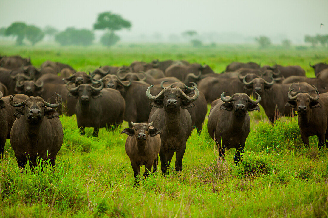 Water buffalo standoff on safari, Mizumi Safari Park, Tanzania, East Africa, Africa