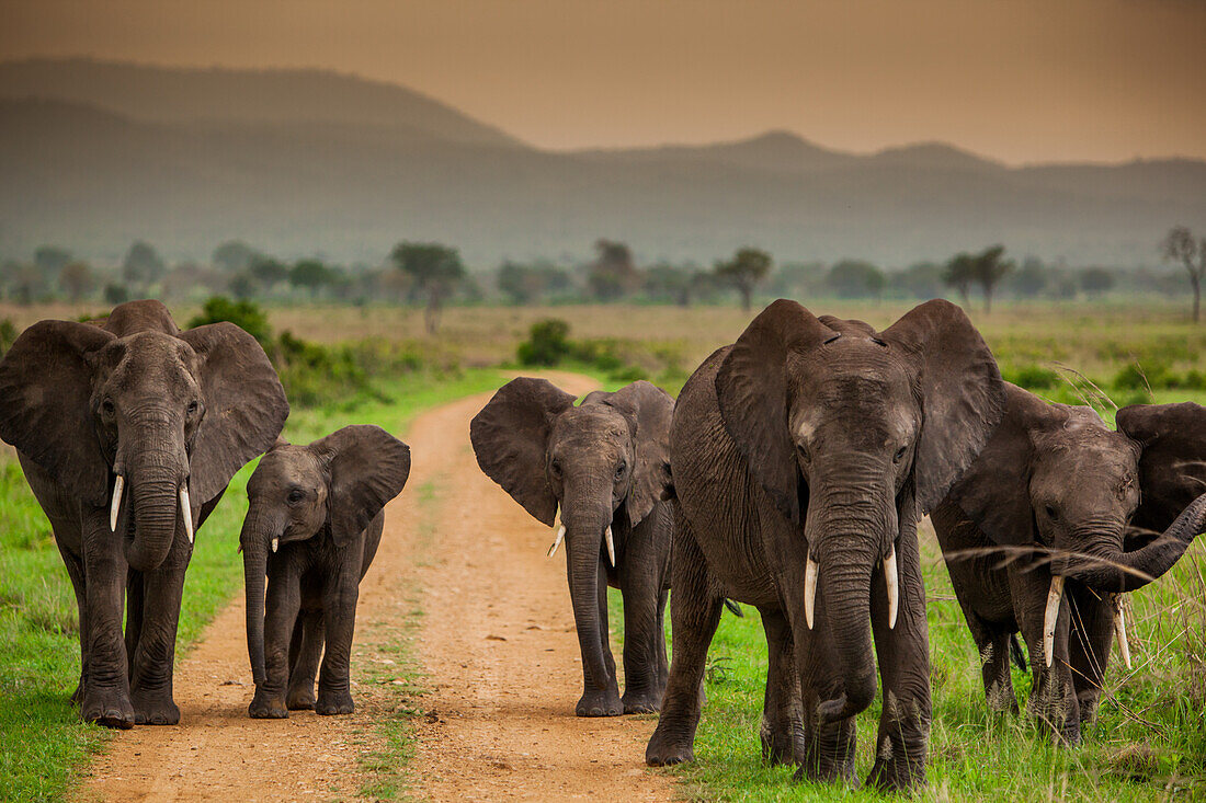 Afrikanische Elefantenfamilie auf Safari, Mizumi Safari Park, Tansania, Ostafrika, Afrika