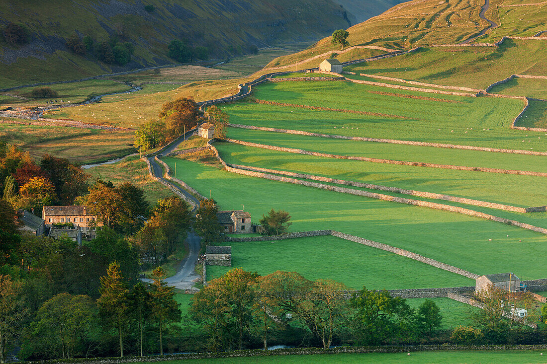 Am frühen Morgen Licht auf die trockenen Steinmauern und Felder neben dem Yorkshire Dales Dorf von Arncliffe im Herbst, North Yorkshire, Yorkshire, England, Großbritannien, Europa