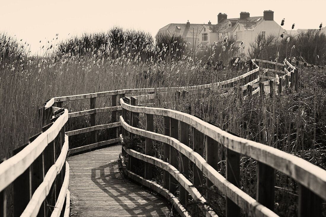 Rushes and boardwalk in sunlight around the Maelog Lake at Rhosneigr, Anglesey, Wales, United Kingdom, Europe