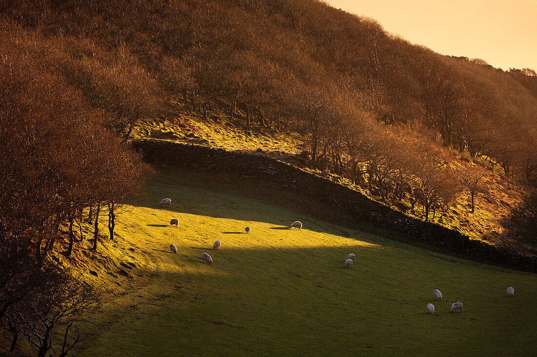 Sheep graze on short grass below hillside woodland in winter sunlight high above Barmouth on the coast below, Gwynedd, Wales, United Kingdom, Europe