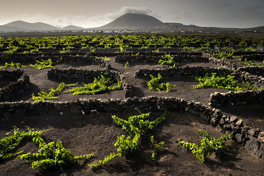 Vineyards near La Florida, showing halfmoon shaped zocos (stone walls) protecting the vines from strong Canarian winds, Central area, Lanzarote, Canary Islands, Spain, Europe