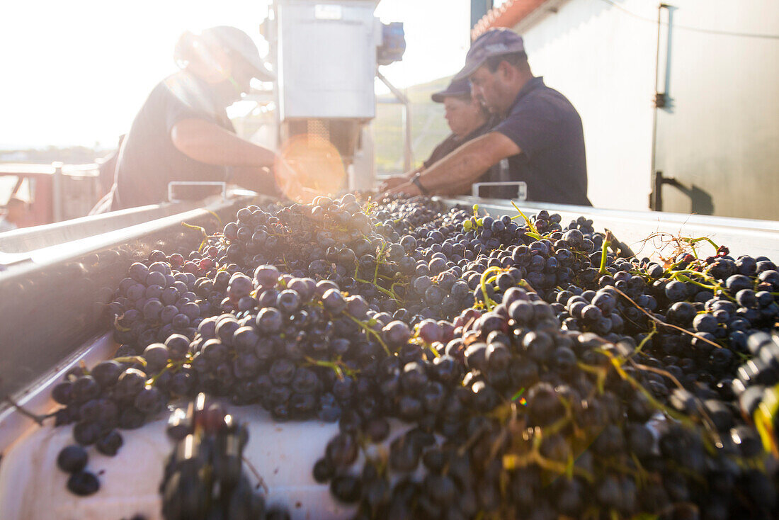 Sortieren von frisch geernteten Trauben an einem Weingut in der Region Alto Douro in Portugal, Europa