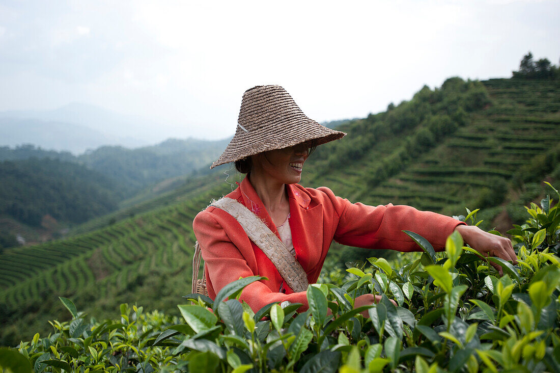 A woman collects tea leaves on a Puer tea estate in Yunnan Province, China, Asia
