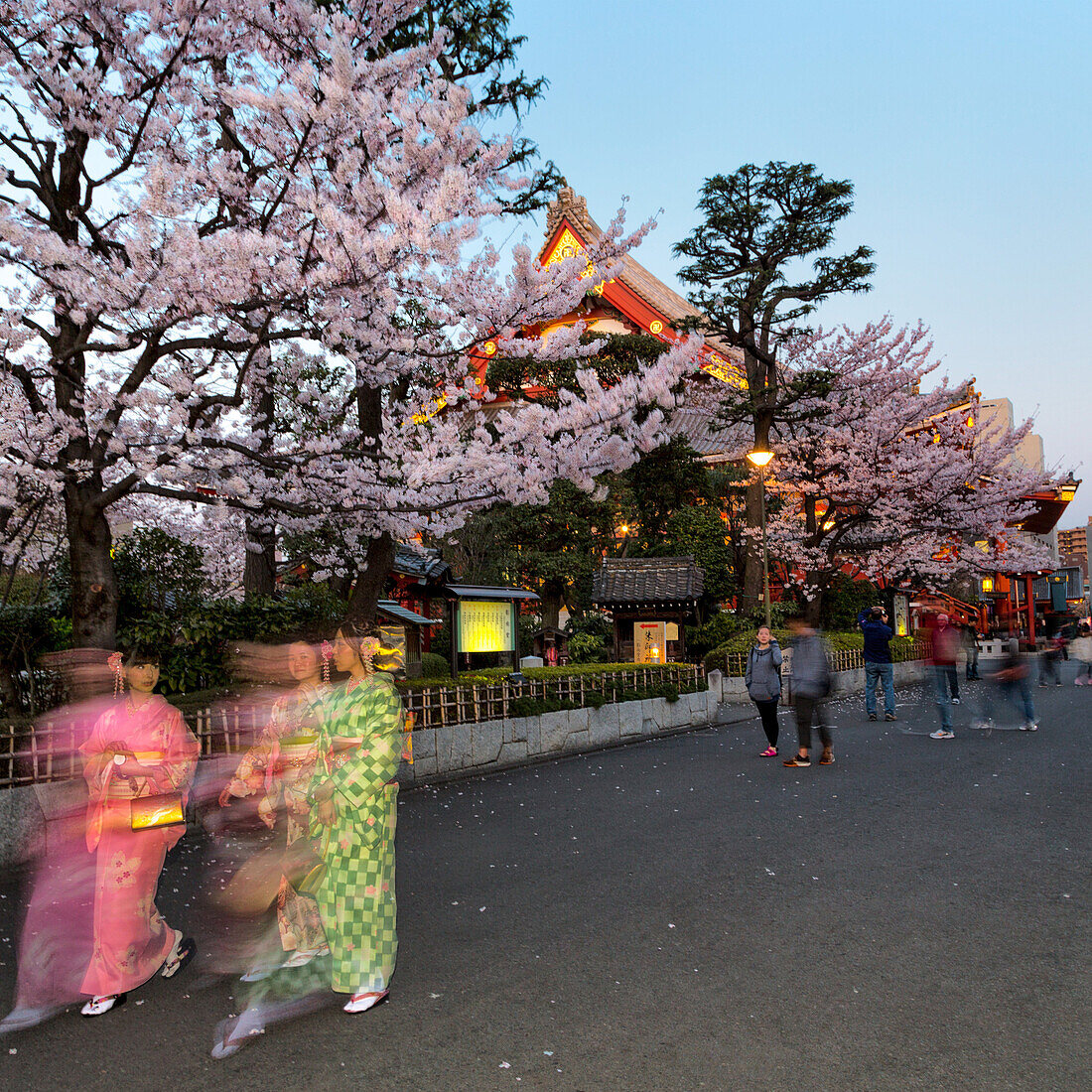 Girls in traditional dress walking past the cherry blossom at Sensi-ji Temple at night, Tokyo, Japan, Asia