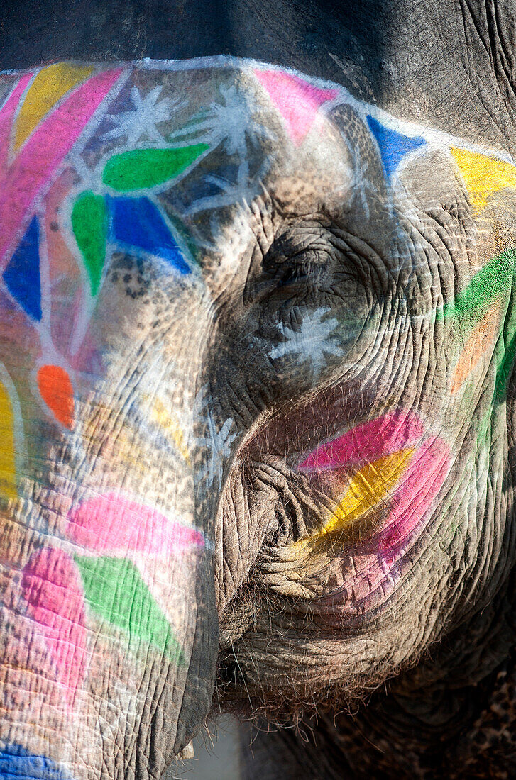 Decorated elephant, Amber elephant sanctuary, near Jaipur, Rajasthan, India, Asia