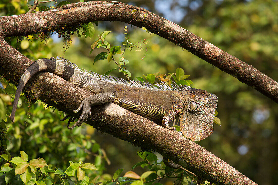 Ein grüner Leguan (Leguan-Leguan) (gewöhnlicher Leguan) (amerikanischer Leguan), im Dschungel von Costa Rica, Mittelamerika