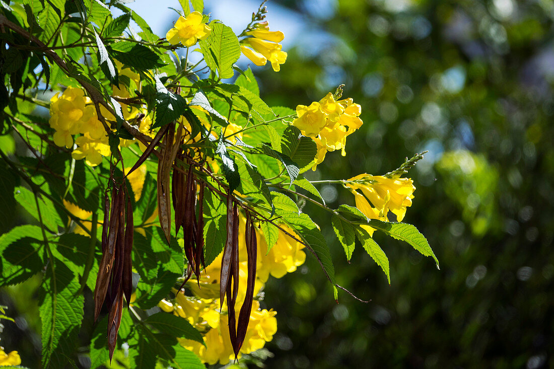 Yellow Trumpet Tree, flowers and fruits, Tecoma stans, tropics, Central America