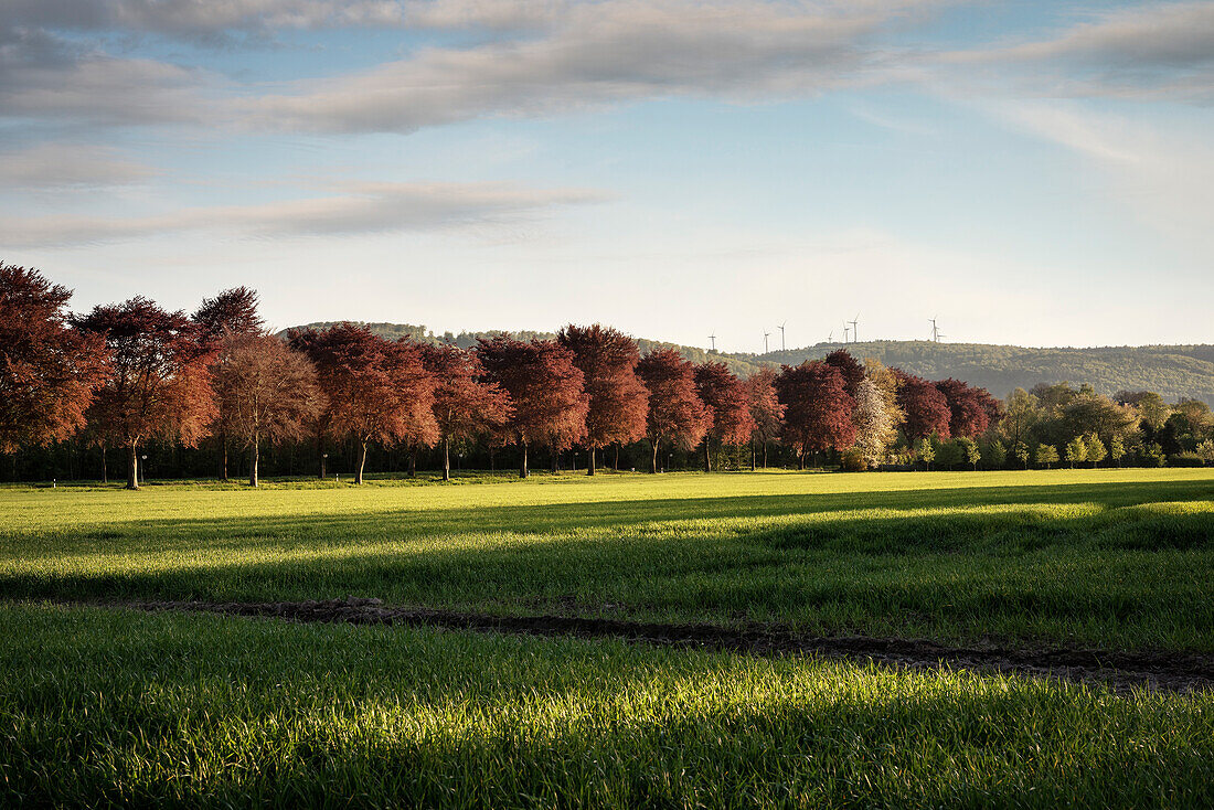 rot gefärbte Bäume im abendlichen Licht beim Corvey von Höxter, Nordrhein-Westfalen, Deutschland