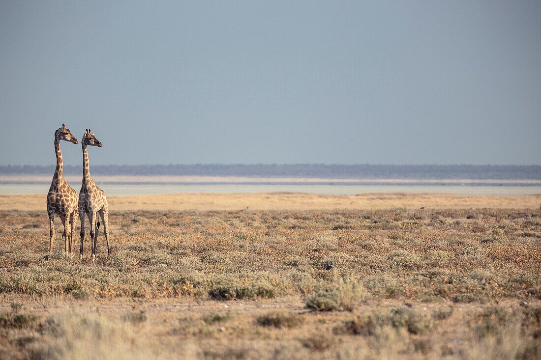 Giraffes in the Etosha National Park, Namibia, Africa.