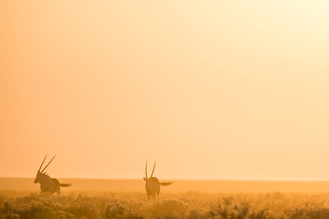 Oryx Antelops at sunrise in the Etosha National Park, Namibia, Africa.