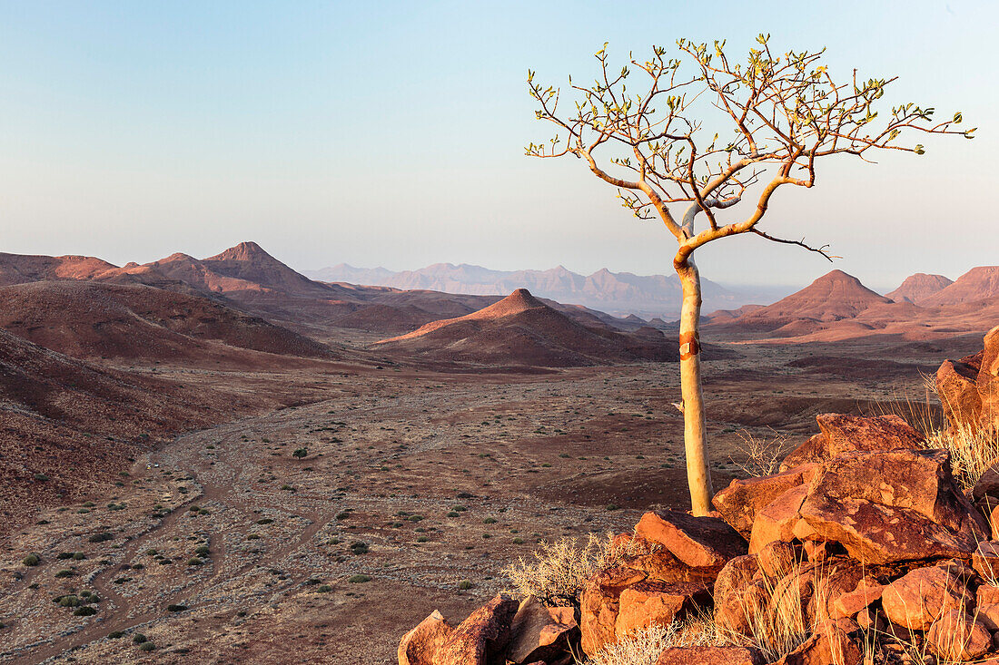 Ein Baum hoch über dem Krone Canyon, links unten Auto und Zelt, Damaraland, Kunene, Namibia