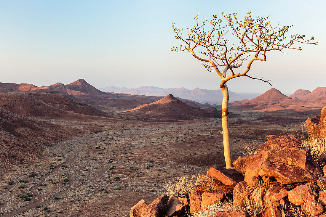 Lone tree high above the Krone Canyon to the left a car and a tent, Damaraland, Kunene, Namibia