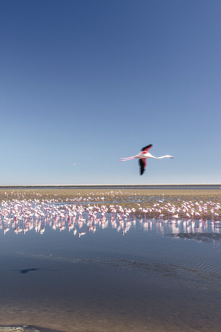 Flamingos in Walvis Bay, Atlantic coast, Namibia, Africa.