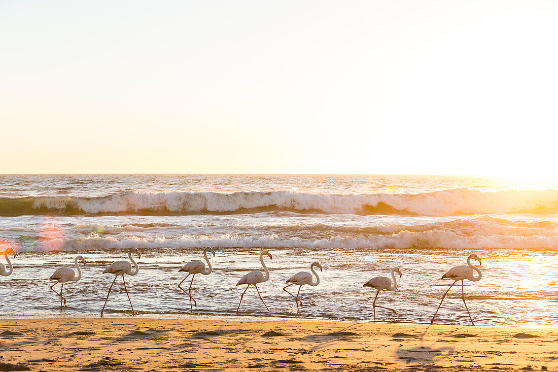 Flamingos strutting at sunset on a Atlantic beach between Walvis Bay and Swakopmund, Erongo, Namibia, Africa.