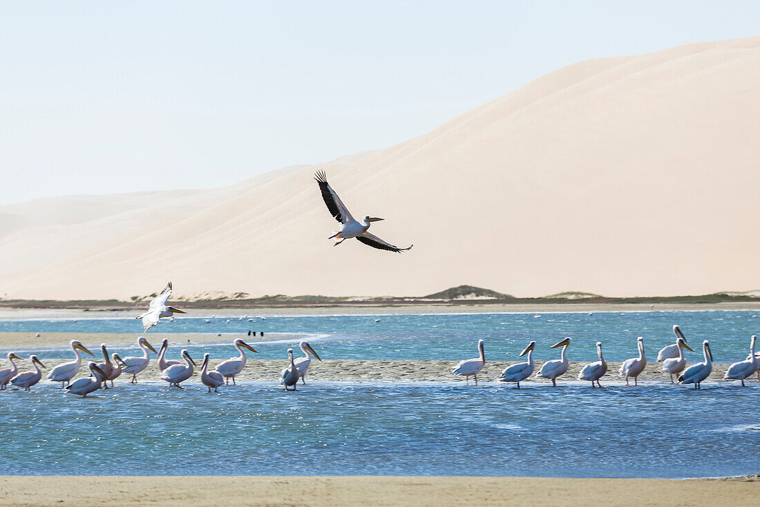 Pelican soaring in strong winds above the lagoon of Sandwich Harbour, Walvis Bay, Erongo, Namibia, Africa.