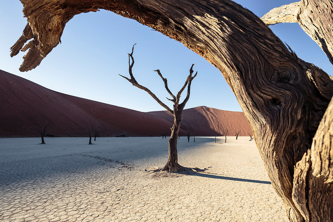 500 Jahre alte abgestorbenen Akazien in der Tonpfanne des Deadvlei. Rechts die Big Daddy Düne, mit 380 Metern eine der höchsten Dünen der Welt. Sossusvlei, Namib Naukluft Nationalpark, Hardap, Namibia, Afrika