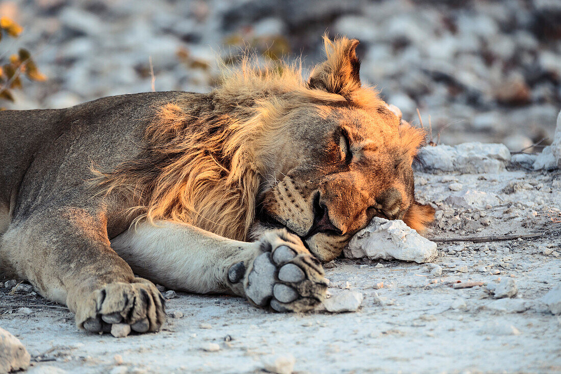 Löwe döst in der Abendsonne im Etosha-Nationalpark, Namibia, Afrika