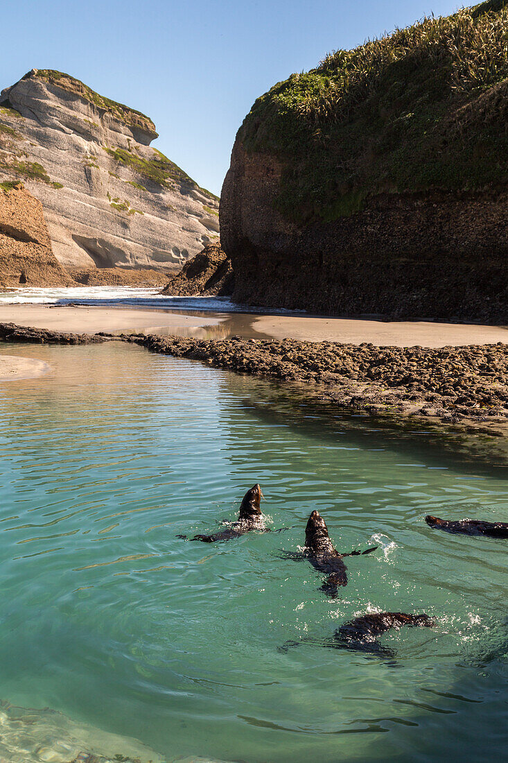 young seal pups play in shallow water, Wharariki Beach, South Island,  New Zealand