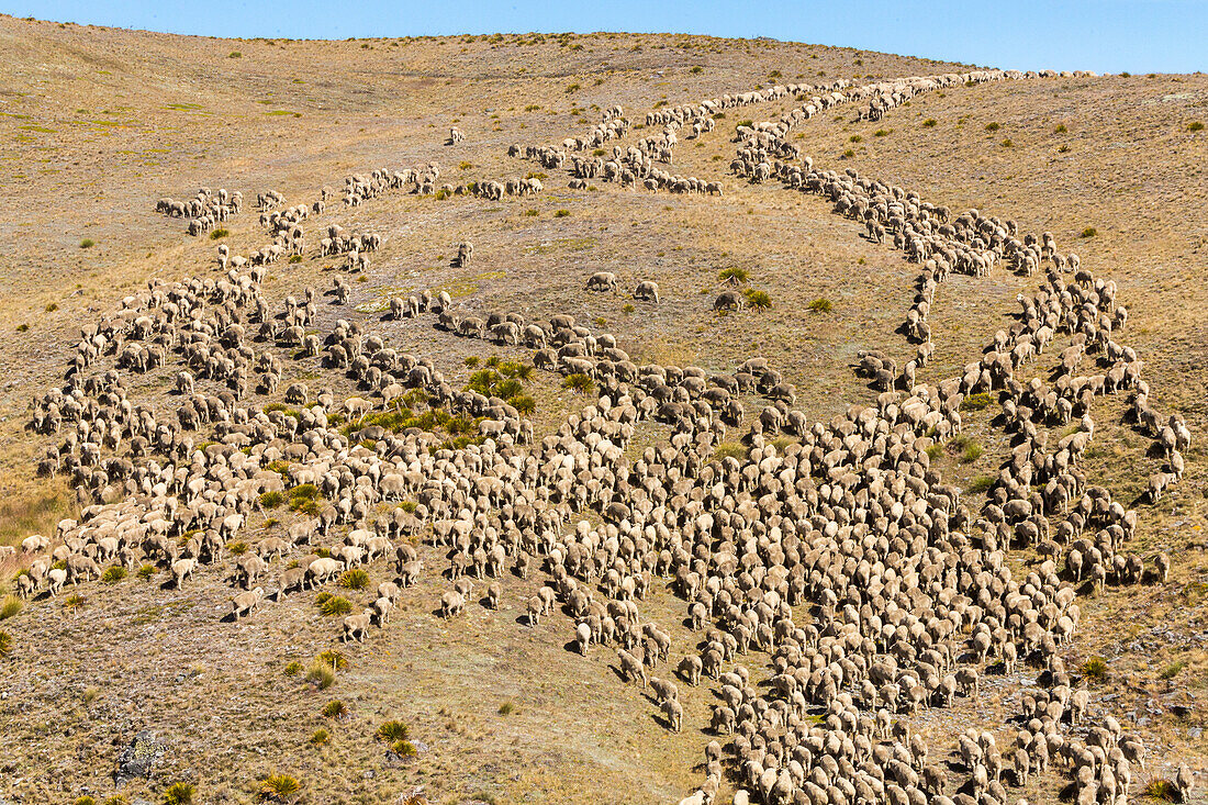 Merinoschafe, Herde von oben, Mustering, Farm, Wolle, trockene Landschaft, Niemand, Tiere, High Country, Earnscleugh Station, Central Otago, Südinsel, Neuseeland