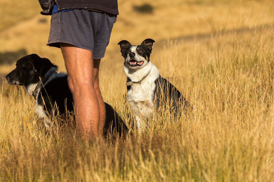 two, sheep dogs, working dogs next to farmer in shorts, shepherd, animal, South Island, New Zealand