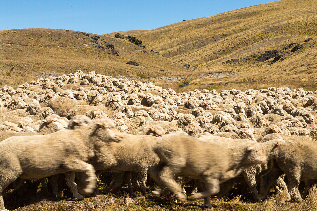 rounding up mob of merino sheep, dry … – License image – 71140637 ❘  lookphotos
