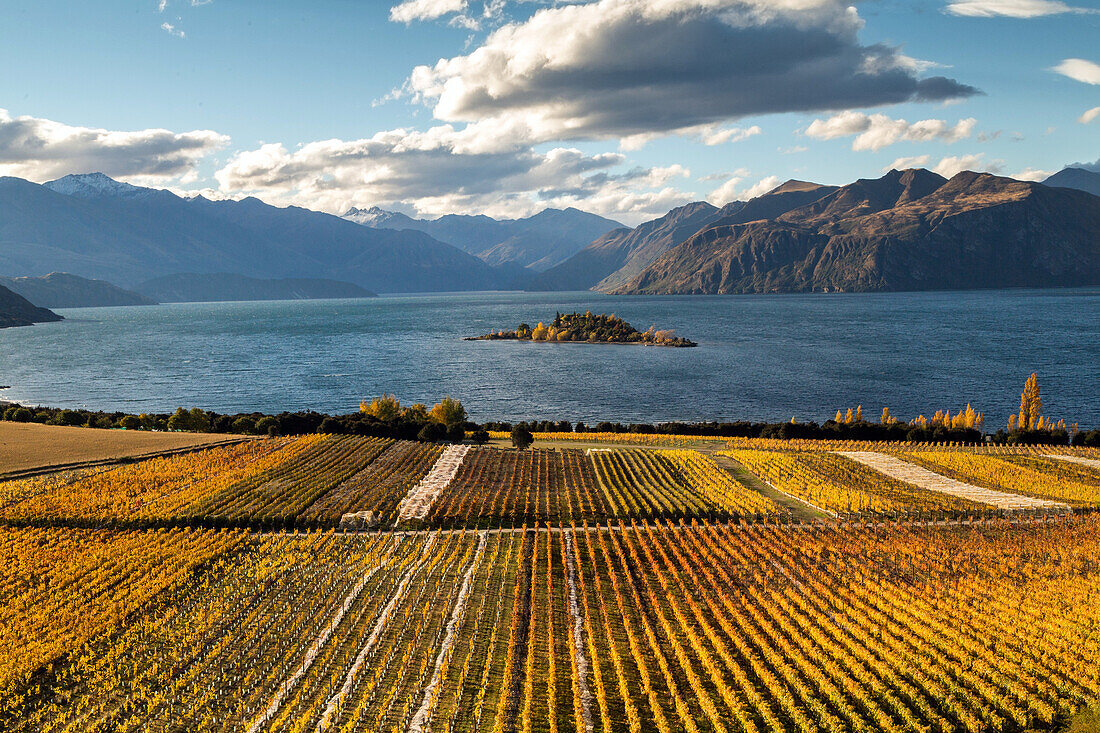 Rippon Vineyard, Lake Wanaka, Herbstfärbung, goldene Weinfelder, Wein, Bergen, Niemand, Otago, Südinsel, Neuseeland