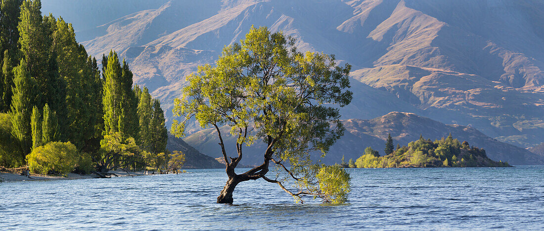 Einsamer Baum am Lake Wanaka, Otago, Südinsel, Neuseeland, Ozeanien