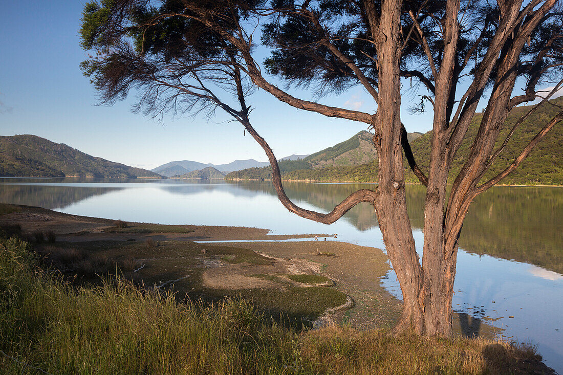 Marlborough Sound with reflection, South Island, New Zealand, Oceania