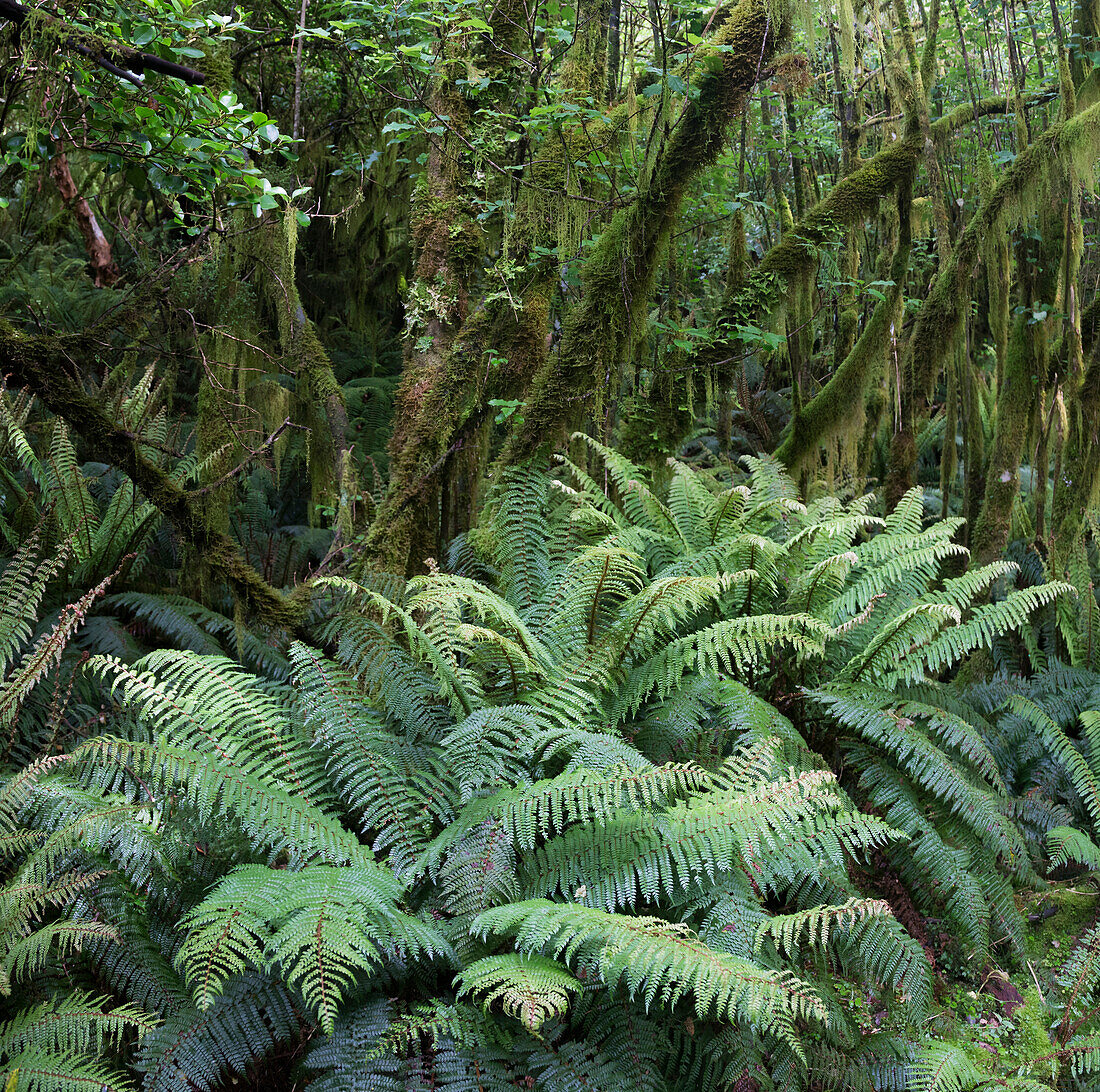 Milford Track, Great Walk, Fjordland National Park, Milford Sound, Southland, South Island, New Zealand, Oceania