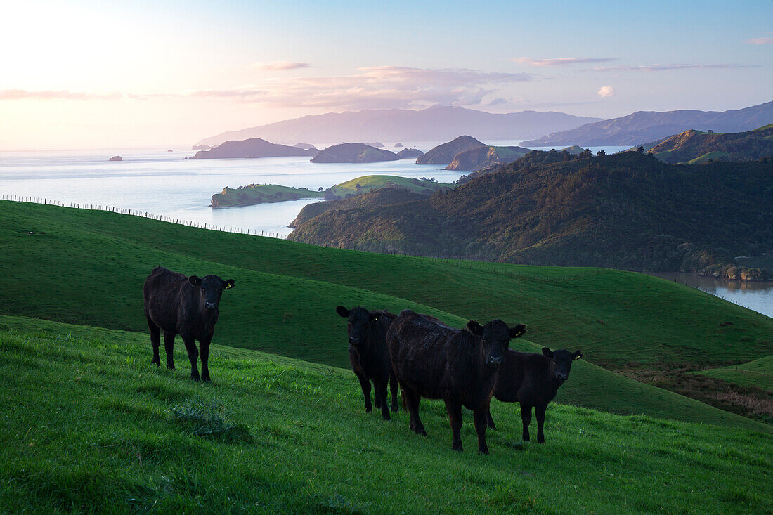 Coromandel, Hauraki Golf, Thames-Coromandel District, Coromandel Peninsula, Nordinsel, Neuseeland, Ozeanien