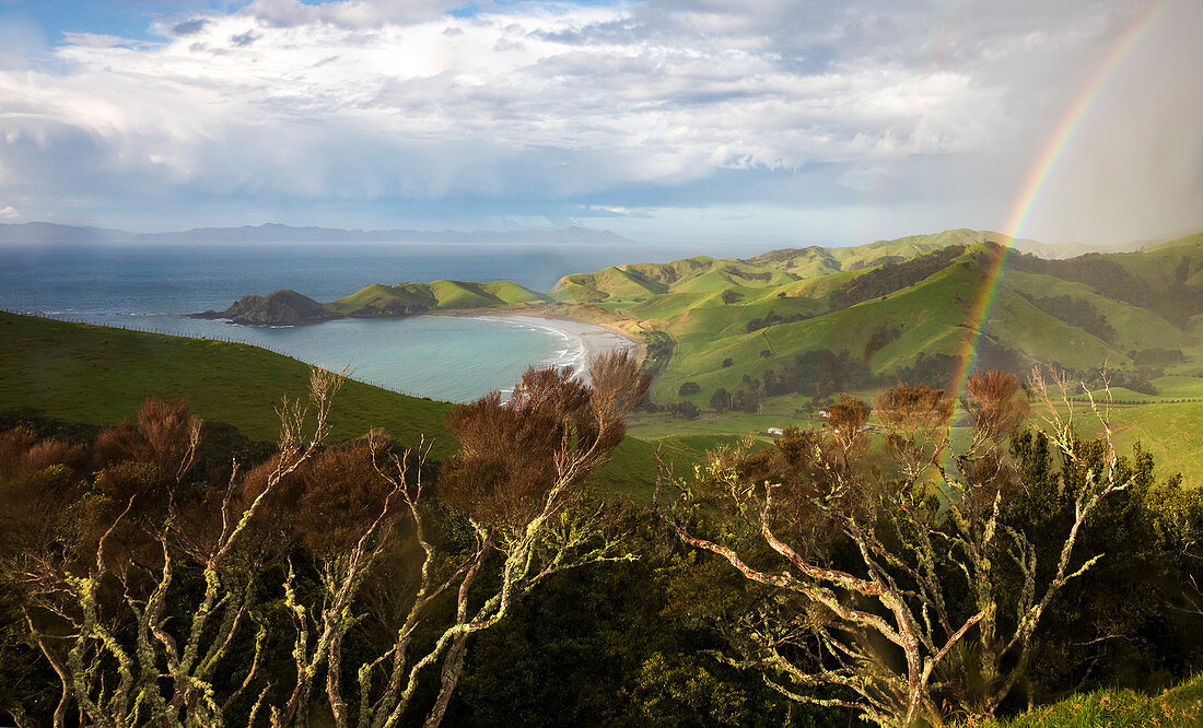 Port Jackson, Coromandel, Hauraki Gulf, Thames-Coromandel District, Coromandel Peninsula, North Island, New Zealand, Oceania