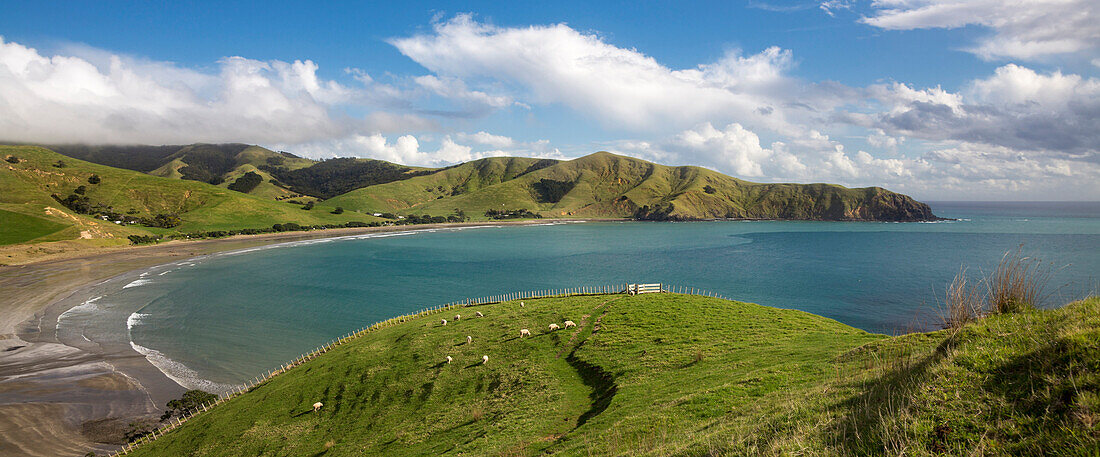 Port Jackson, Coromandel, Hauraki Gulf, Thames-Coromandel District, Coromandel Peninsula, North Island, New Zealand, Oceania