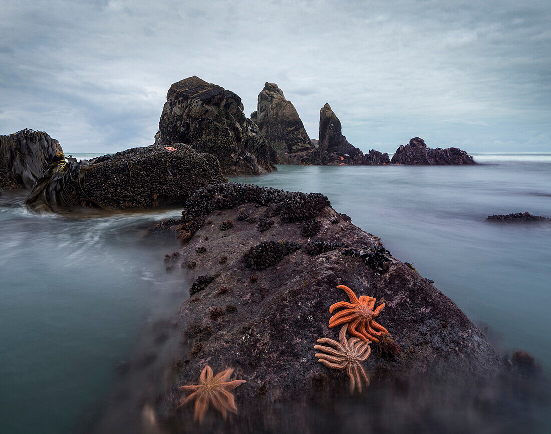 Coastal landscape with starfish on rocks, West Coast, South Island, Tasman Sea, New Zealand, Oceania