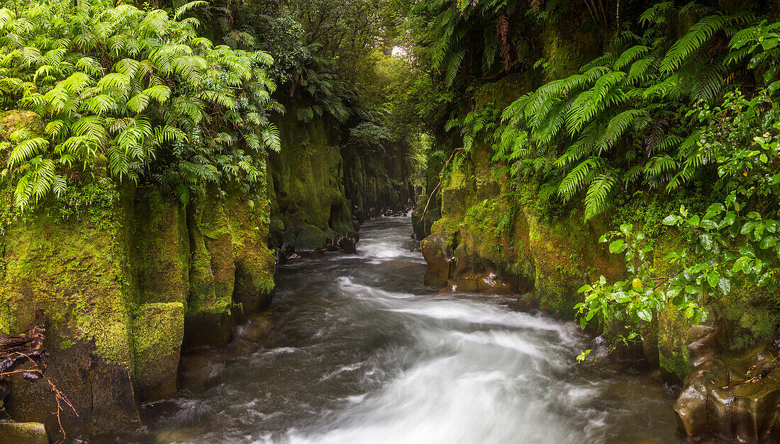 Te Whaiti nui a toi Canyon, Whirinaki Forest Park, Bay of Plenty, North Island, New Zealand, Oceania