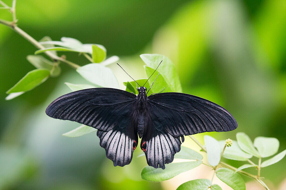 Butterfly park, Auckland, New Zealand, Oceania