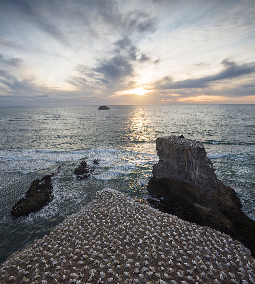 Muriwai Beach, Waitakere Ranges Regional Park, Auckland, Nordinsel, Neuseeland, Ozeanien