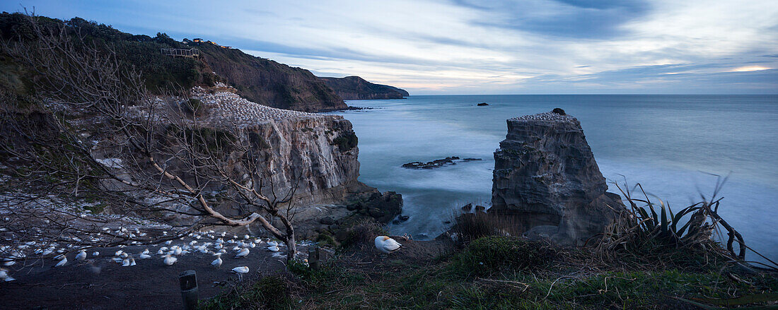 Muriwai Beach, Waitakere Ranges Regional Park, Auckland, North Island, New Zealand, Oceania