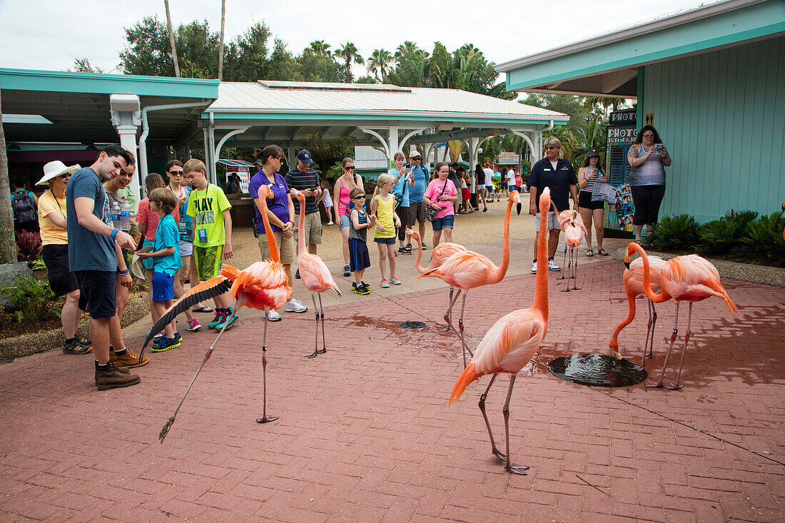 Rosa Flamingo Vögel stolzieren zwischen Gäste im Sea World Orlando Freizeitpark, Orlando, Florida, USA
