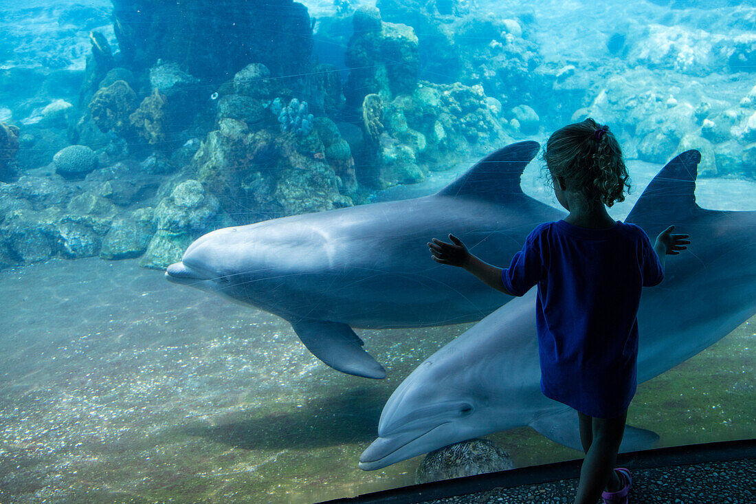 Ein junges Mädchen steht an der Fensterscheibe von einem großen Aquarium und betrachtet zwei Delfine im Dolphin Theater Themenbereich vom Sea World Orlando Freizeitpark, Orlando, Florida, USA