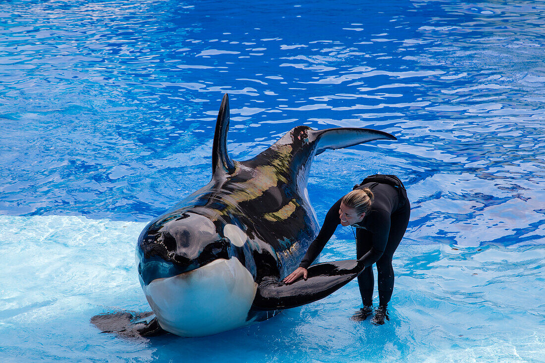 Ein Tiertrainer streichelt einen Orca Killerwal während der One Ocean Show im Shamu Stadium vom Sea World Orlando Freizeitpark, Orlando, Florida, USA