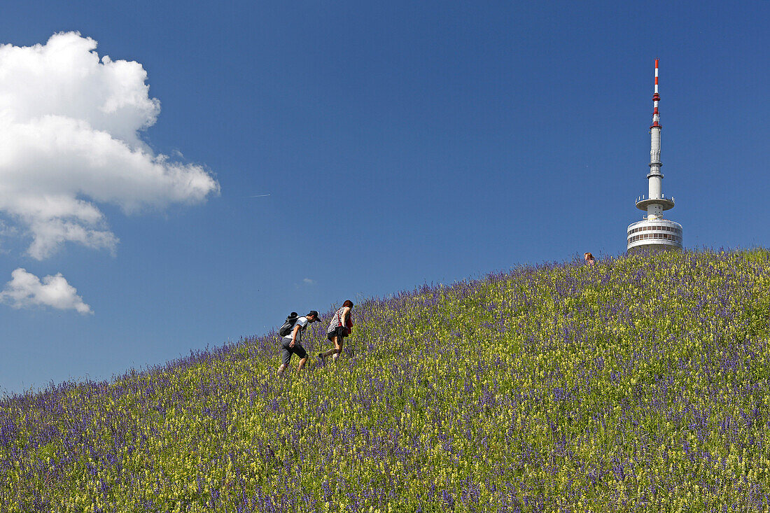 Sun bathers climb a hill with blooming summer flowers, Olympic park and Olympic tower, Olympic park, Munich, Upper Bavaria, Bavaria, Germany