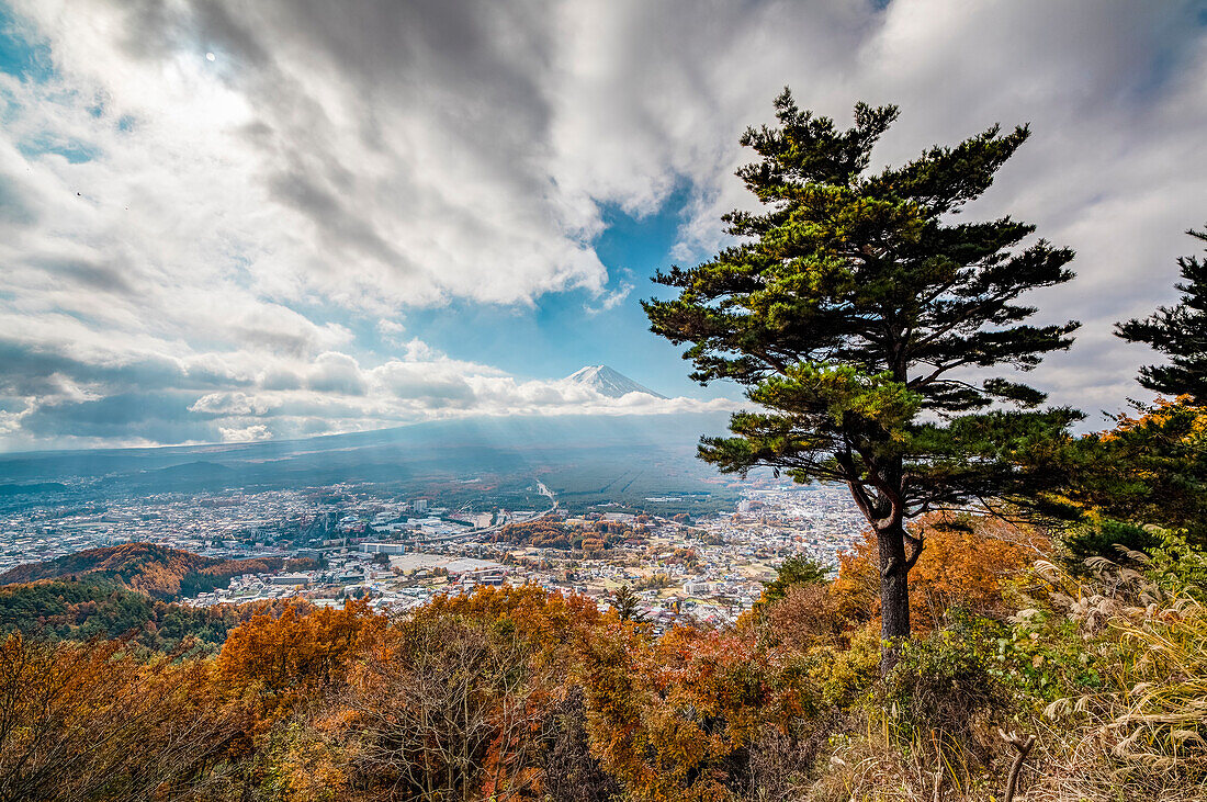 Mt. Fuji in clouds with Conifer at morning seen from Mt. Kachi, Minamitsuru, Yamanashi Prefecture, Japan