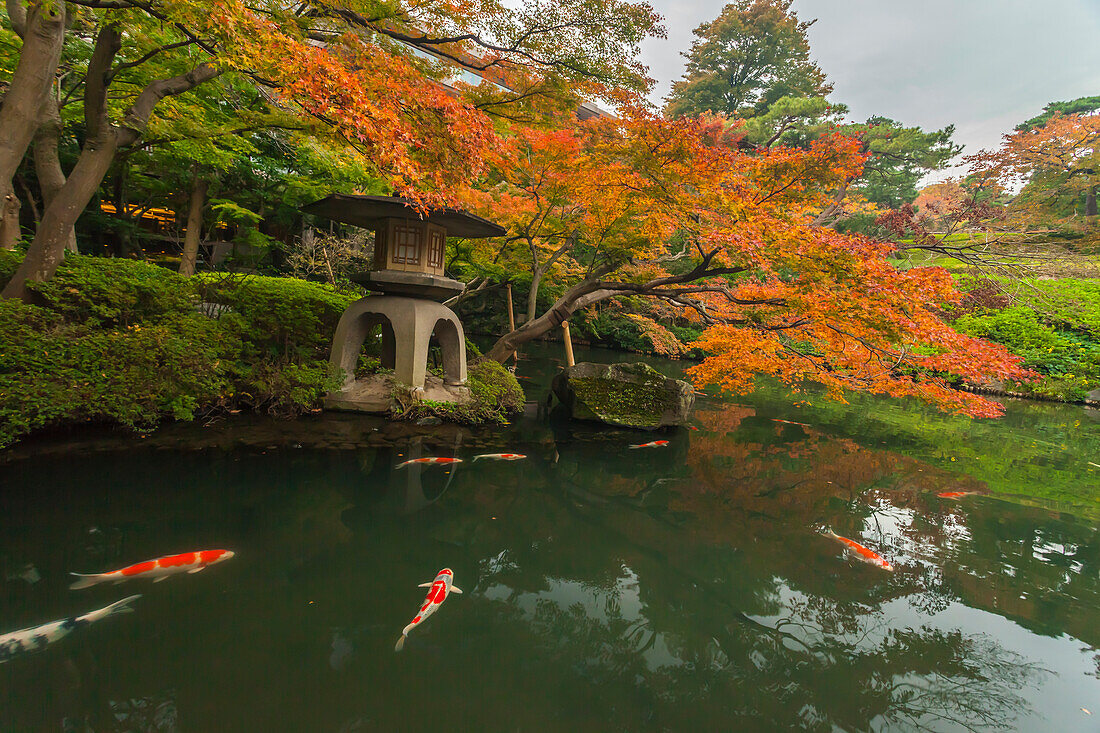 Koi und roter Ahorn am Teich des Happo-en Garten, Minato-ku, Tokio, Japan