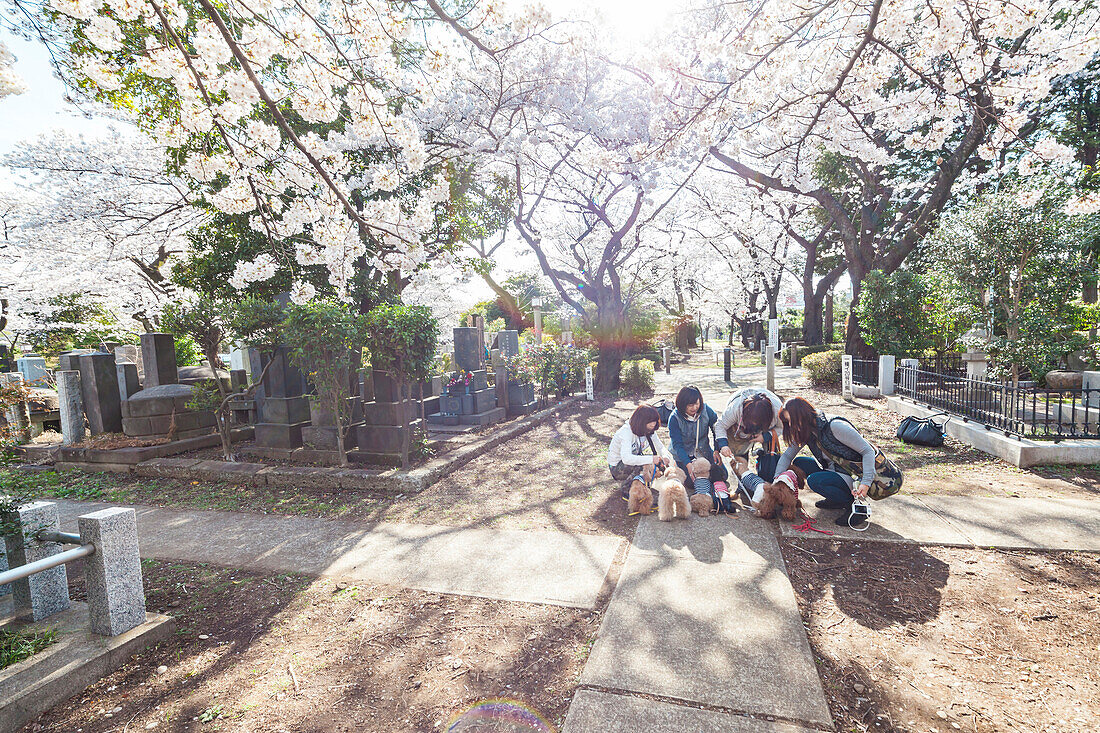 Frauen mit niedlich angezogenen kleinen Hunden unter blühenden Kirschbäumen am Aoyama Friedhof, Roppongi, Tokio, Japan