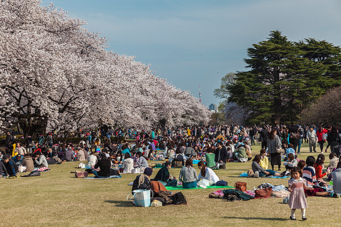 Japanische Menschenmenge bei Picknick während der Kirschblüte im Shinjuku Gyoen, Shinjuku, Tokio, Japan