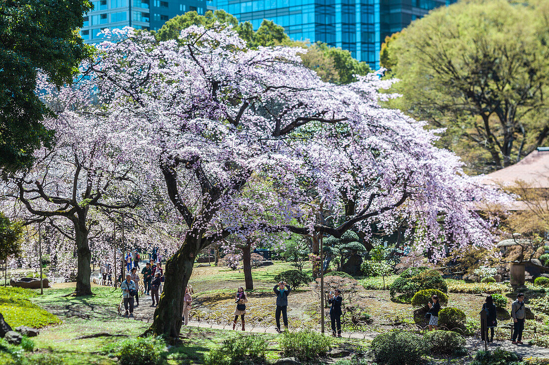 Tourists taken photos of a cherry tree in blossom in Koishikawa Korakuen, Bunkyo-ku, Tokyo, Japan