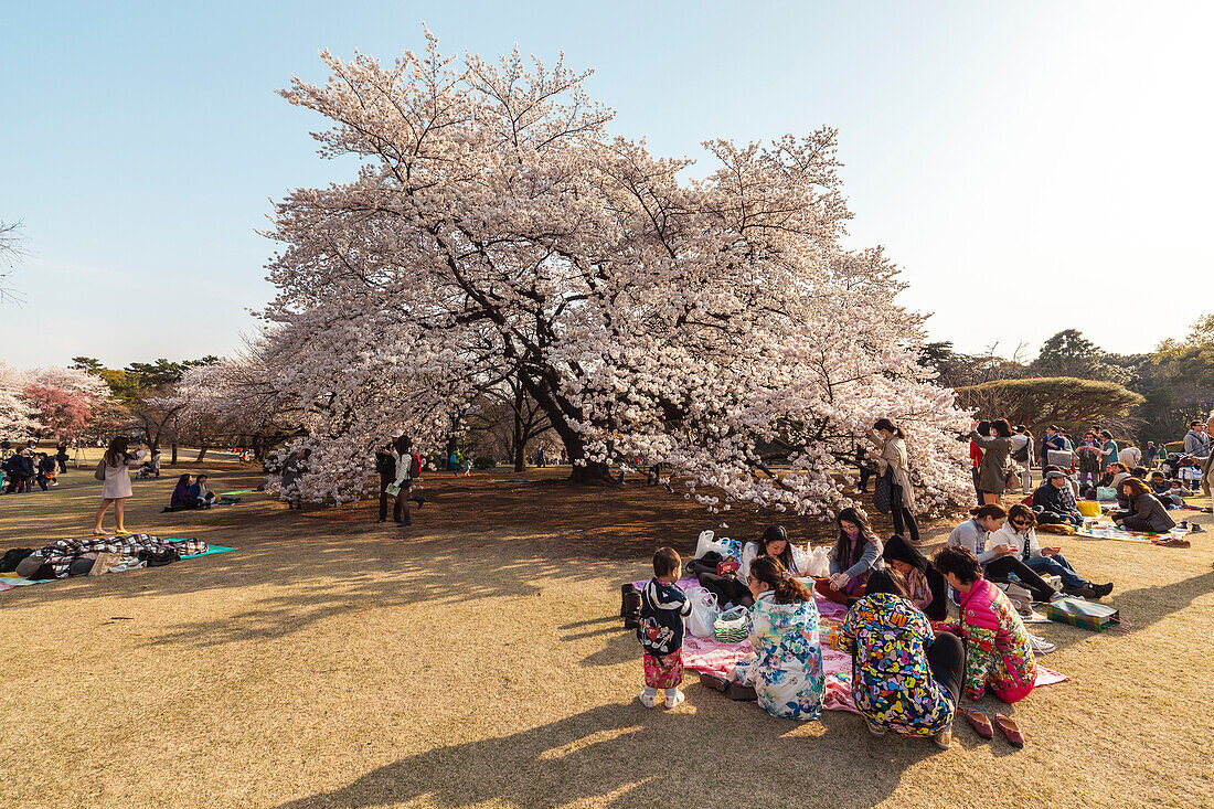 Asiatische Frauen beim Picknick während der Kirschblüte im Shinjuku Gyoen, Shinjuku, Tokio, Japan